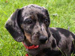 Catel Teckel Arlechin